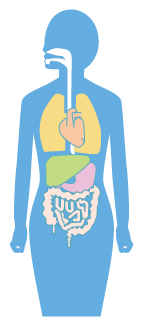 人体のイメージ