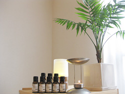 観葉植物のイメージ