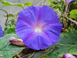 朝顔のイメージ